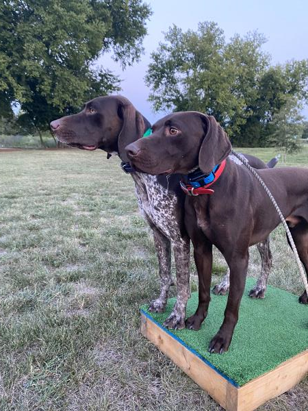 /images/uploads/southeast german shorthaired pointer rescue/segspcalendarcontest2021/entries/21945thumb.jpg